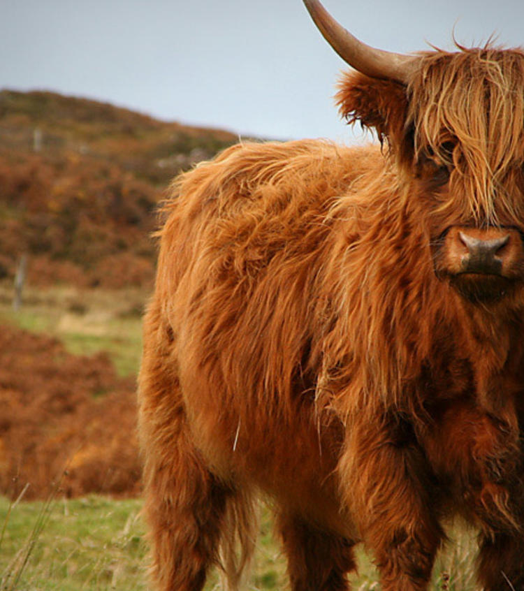 Highlands Cow Overseeing Use Policy